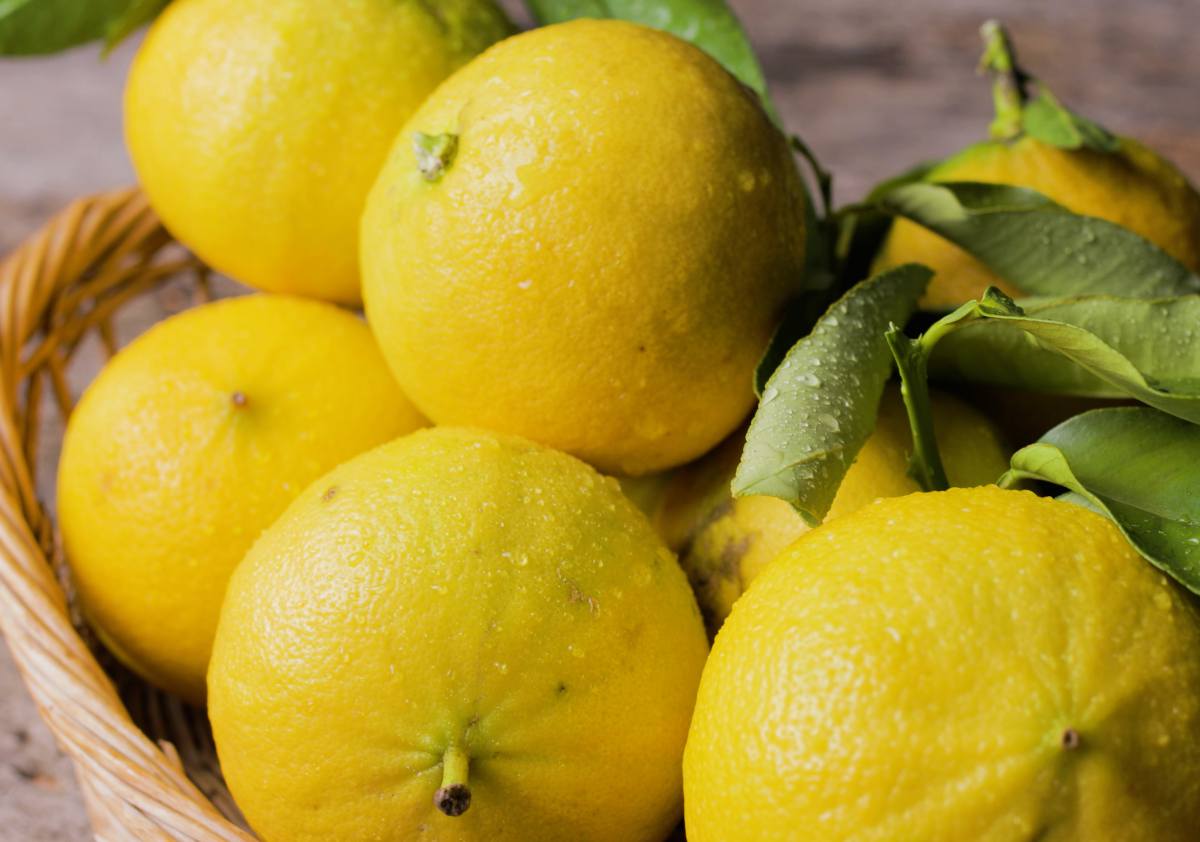 Bergamote sur l'arbre